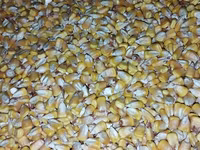 Продаю КУКУРУЗУ . Сухая влага 10% . есть 100 тонн. 20 сом окончательно — foto 3