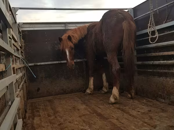 母马, Horses — 摩尔多瓦