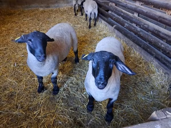 Oaie, White Suffolk sheep