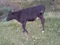 Taureau, Race Holstein — photo 2