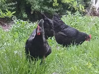 मॉस्को ब्लैक — फ़ोटो 7
