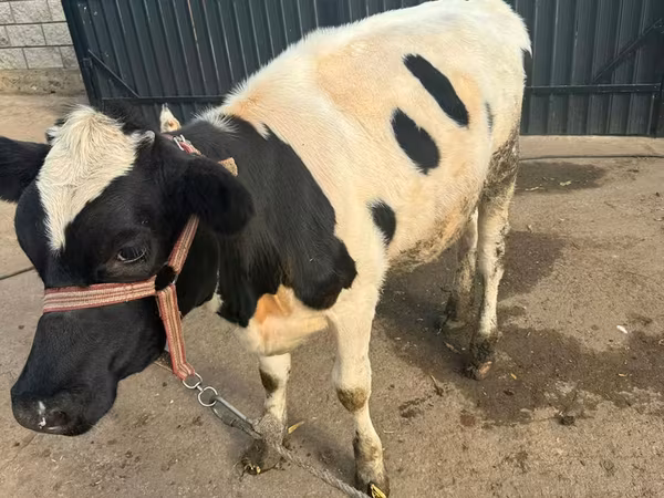 母牛, Cattle