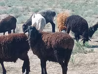 Berbec, Edilbay sheep — foto 2