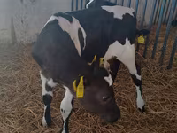 Vacă, Rasa Holstein — foto 5