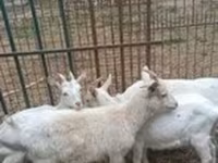Dişi keçi, Saanen goat — foto 2