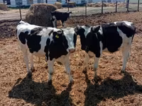 ثور, Russian Black pied cattle — الصورة 2