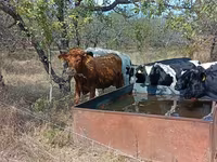 Toro, Ganado vacuno — foto 3