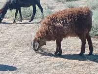Berbec, Edilbay sheep — foto 3