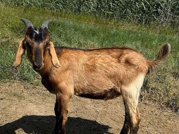 Boucs, Nubian Goat — Moldavie