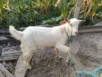 बकरा, बकरियाँ — फ़ोटो 1
