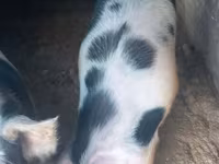 Se vind porci — foto 1