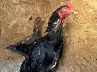Chickens — photo 1