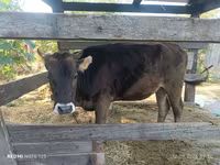Vache, Race Alatauskaya — photo 1