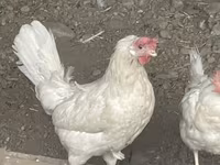 Leghorn — 2-rasm