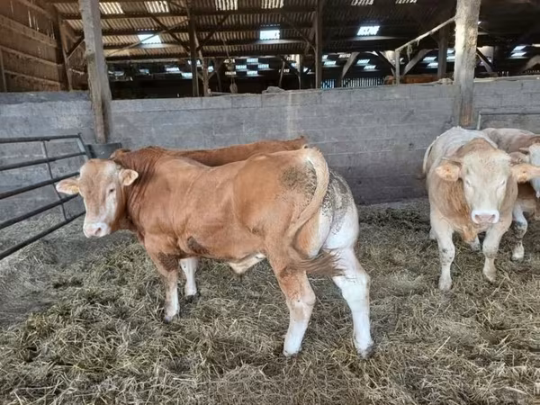 Bou, Bovine