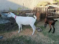 Capră, Saanen goat — foto 7