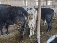 Bou, Belgian Blue — foto 2