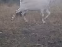 बकरा, बकरियाँ — फ़ोटो 3