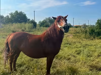 Mare, Horses — photo 1