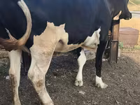 Sigir, Russian Black pied cattle — 2-rasm