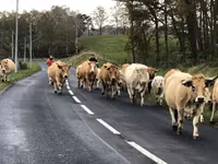 Vache, Aubrac cattle — photo 4