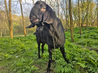 बकरा, Nubian Goat — फ़ोटो 1