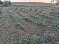 Сено разнотравье тюки — photo 2