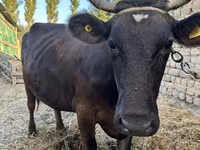 بقرة, Swiss cattle — الصورة 3