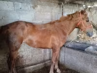 Jument, Swedish warmblood horse — photo 2