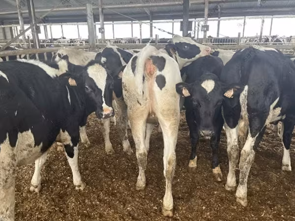母牛, Holstein breed