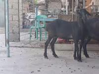 Cabra, Cabras — foto 2