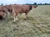 Taureau, Vache limousine — photo 5
