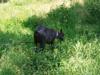 Ziege, Ziegen — Foto 3