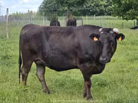 Vacă, Wagyu — foto 1