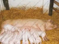 Boar, Pigs — photo 1