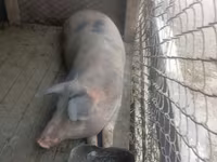 Truie, Porcs — photo 2