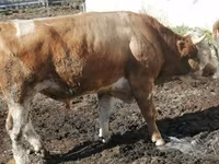 Sigir, Simmental cattle — 3-rasm