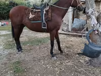 Aygʻir, Thoroughbred horse — 1-rasm