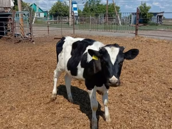 Toro, Russian Black pied cattle