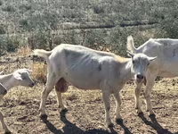 Capră, LaMancha goats — foto 7