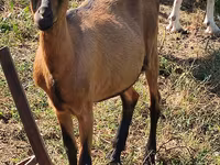Capră, Nubian Goat — foto 2