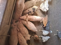 मादा सूअर, सूअर — फ़ोटो 3