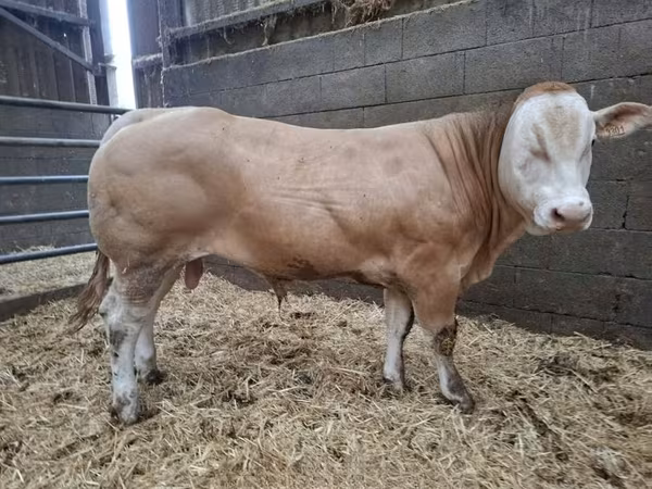 Toro, Blonde d’Aquitane cattle