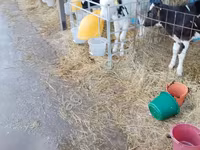 सांड, Swiss cattle — फ़ोटो 4