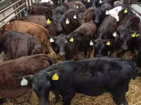 Toro, Raza Holstein — foto 2