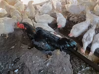 براهما — الصورة 8