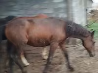 Cal, Horse breed — foto 8