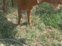 बकरा, बकरियाँ — फ़ोटो 2