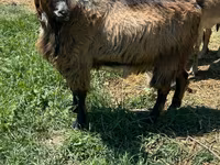 公山羊, Goats — 照片 1