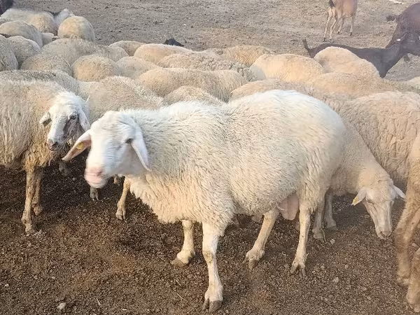 كبش, الأغنام — مولدوفا